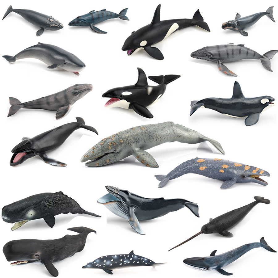 Realistic Humpback Whale Sperm - Kids Educational Game review and price