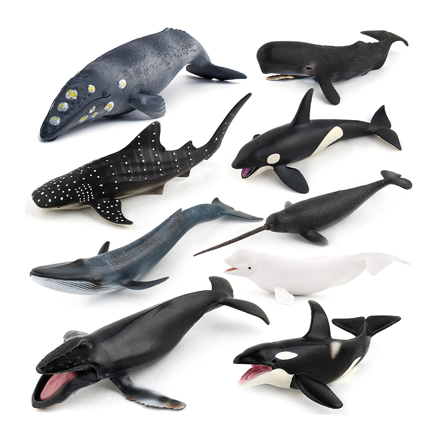 Realistic Humpback Whale Sperm - Kids Educational Game review and price