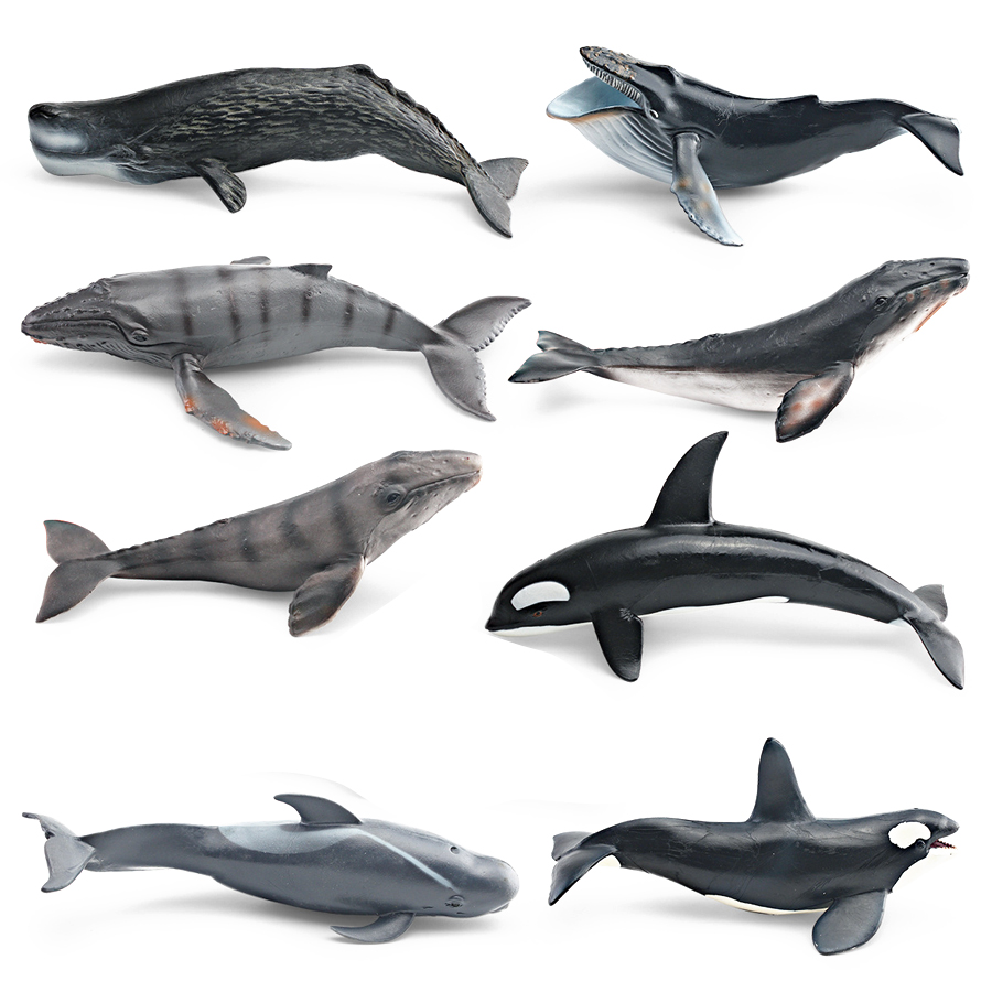 Realistic Humpback Whale Sperm - Kids Educational Game review and price