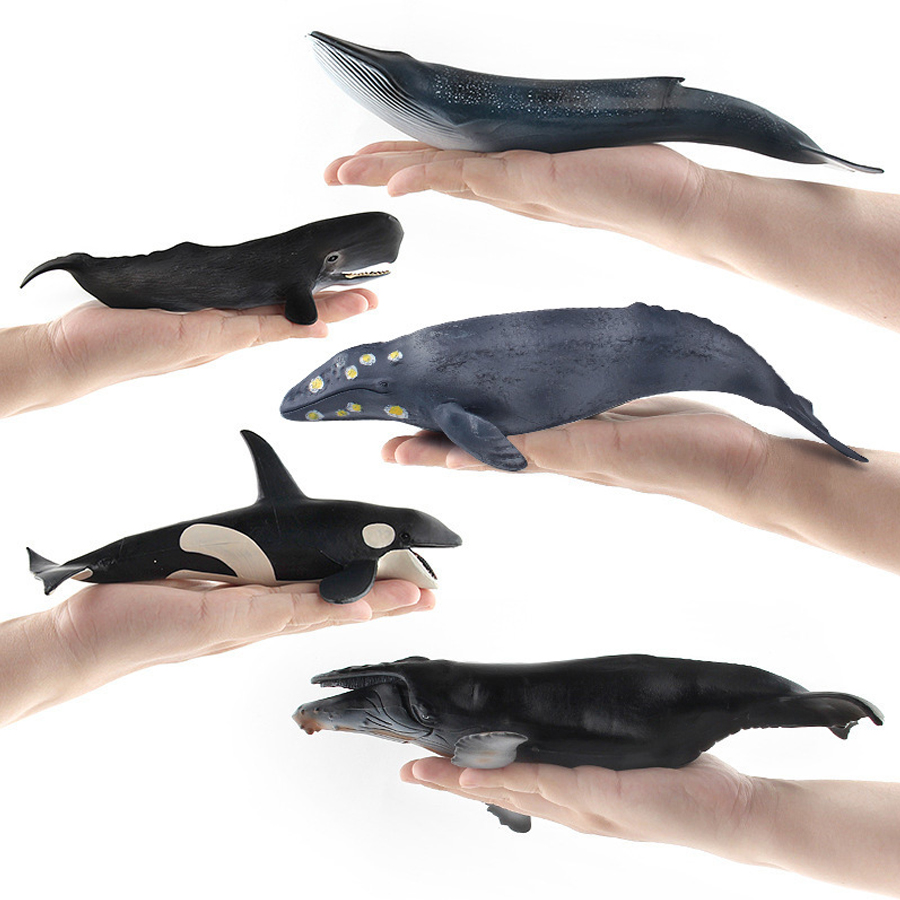 Realistic Humpback Whale Sperm - Kids Educational Game review and price