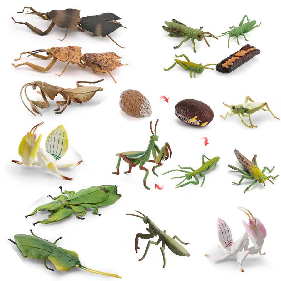 Realistic Orchid Mantis Dead L - Kids Educational Game review and price