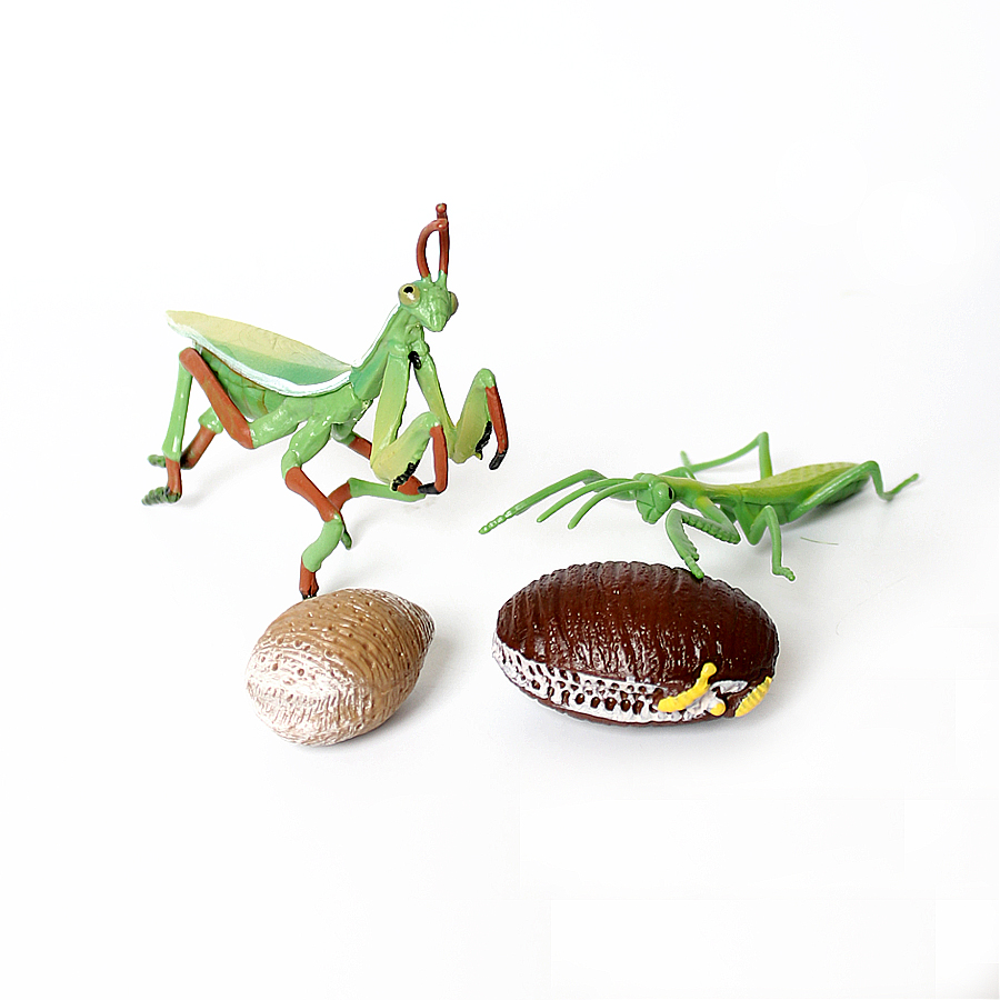 Realistic Orchid Mantis Dead L - Kids Educational Game review and price
